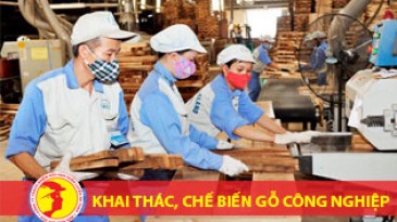 Huấn luyện an toàn chặt, cưa, xẻ gỗ, khai thác, chế biến gỗ công nghiệp - thuộc Nhóm 3