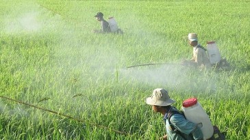 Nguy cơ mắc tai nạn lao động và bệnh nghề nghiệp trong lĩnh vực nông nghiệp